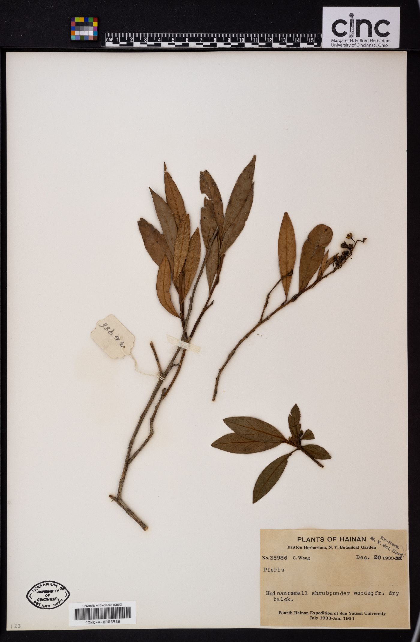 Lyonia ovalifolia var. lanceolata image