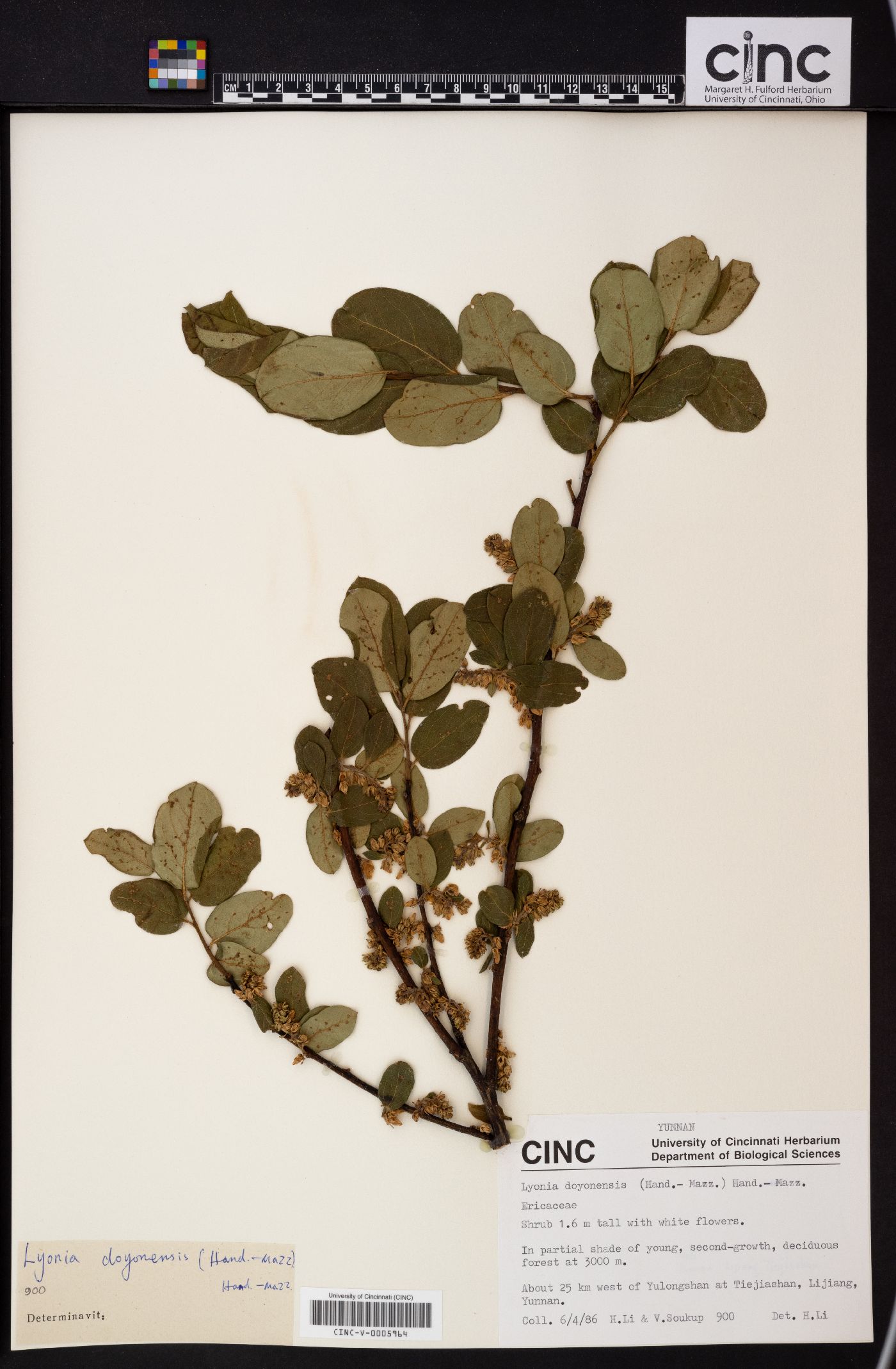 Lyonia doyonensis image