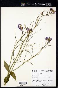 Hesperis matronalis image