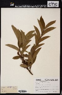 Lyonia ovalifolia image