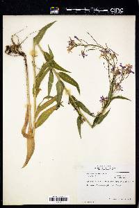 Hesperis matronalis image