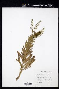 Lepidium campestre image