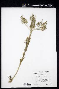 Lepidium campestre image