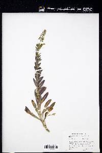 Lepidium campestre image