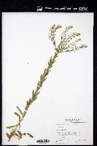 Lepidium campestre image