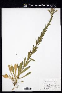 Lepidium campestre image