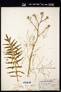 Sisymbrium altissimum image