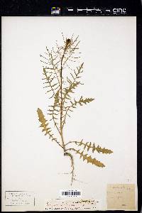 Sisymbrium altissimum image