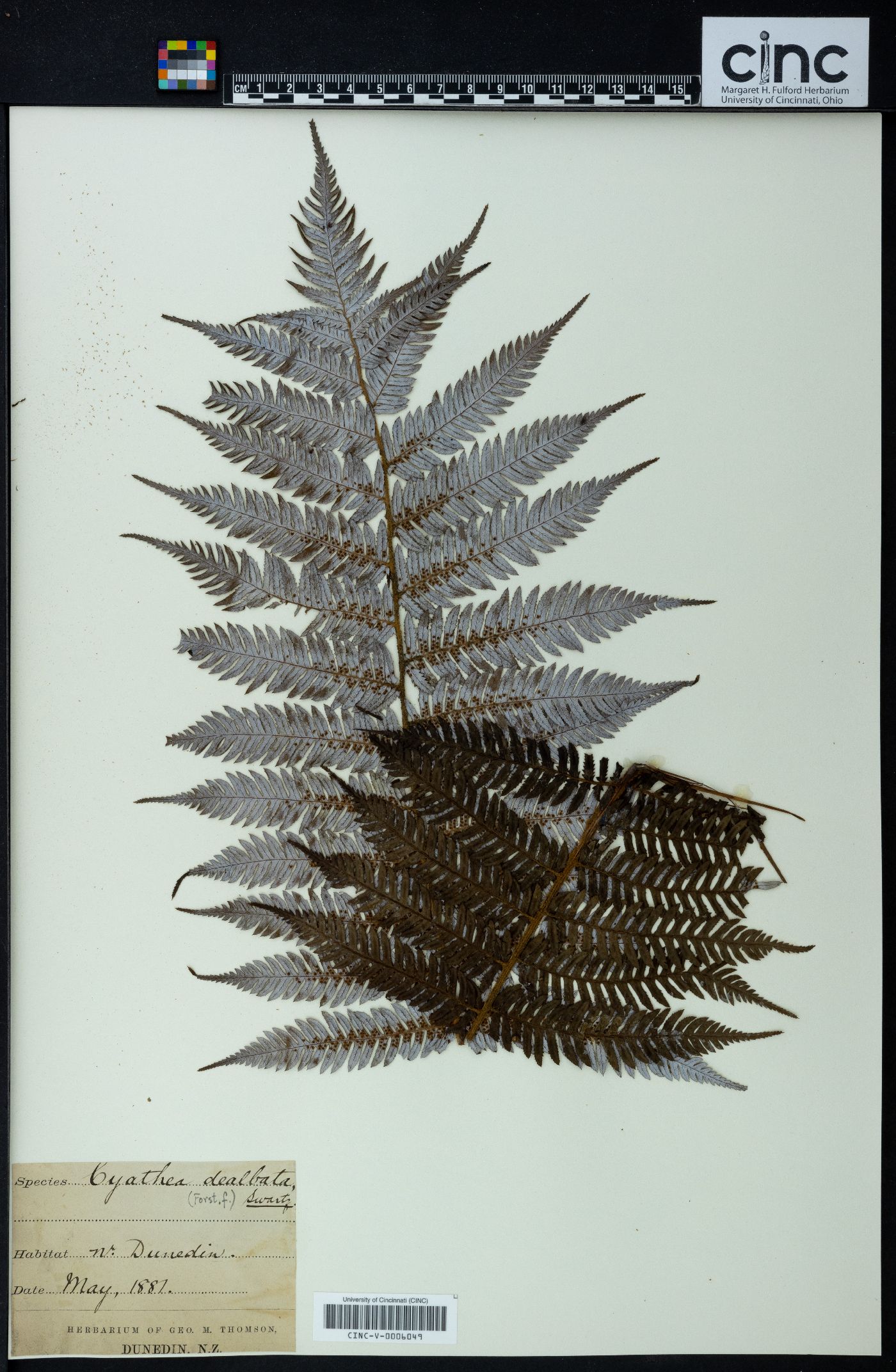 Cyathea dealbata image