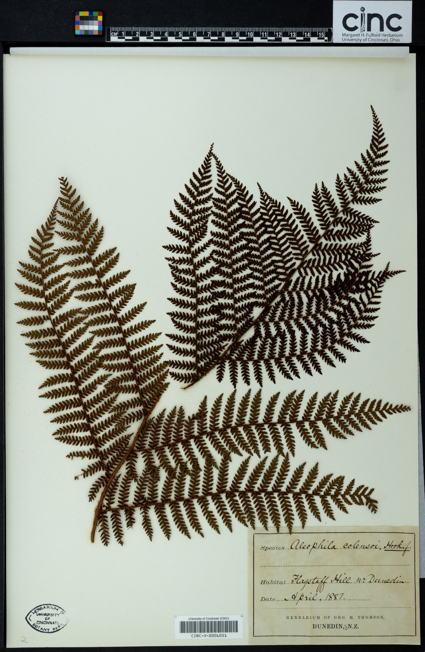 Cyathea colensoi image