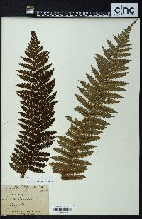 Cyathea smithii image