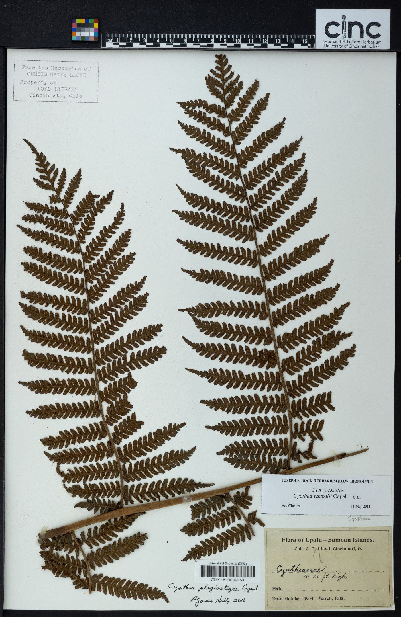 Cyathea vaupelii image