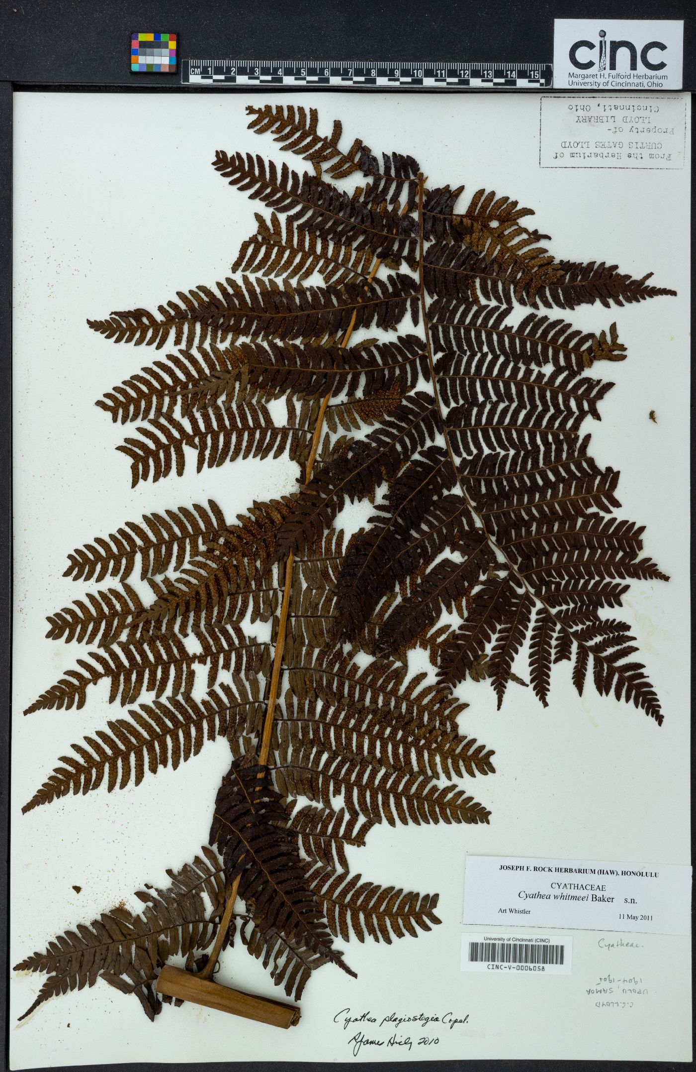 Cyathea whitmeei image