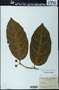 Image of Ficus godeffroyi