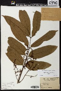 Image of Aglaia samoensis