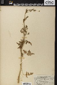 Sisymbrium officinale image