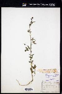 Sisymbrium officinale image