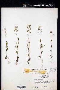 Microthlaspi perfoliatum image