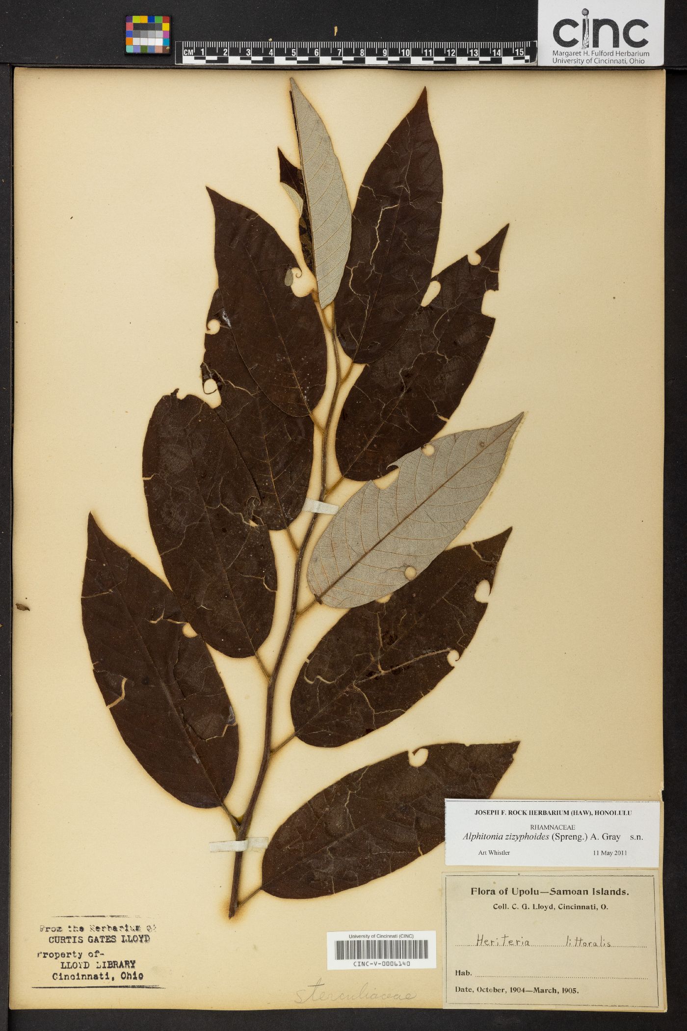 Alphitonia zizyphoides image