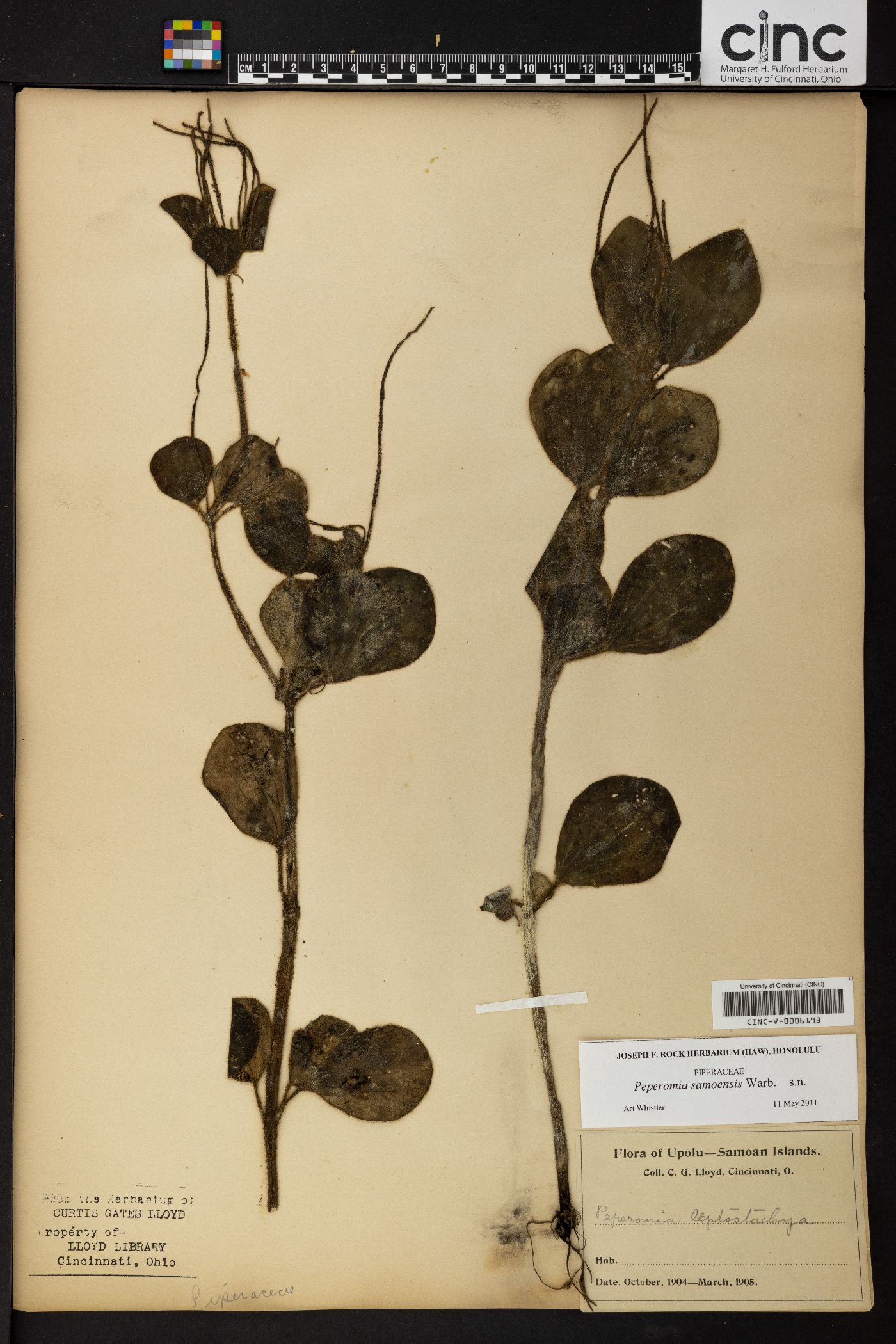 Peperomia rechingerae image