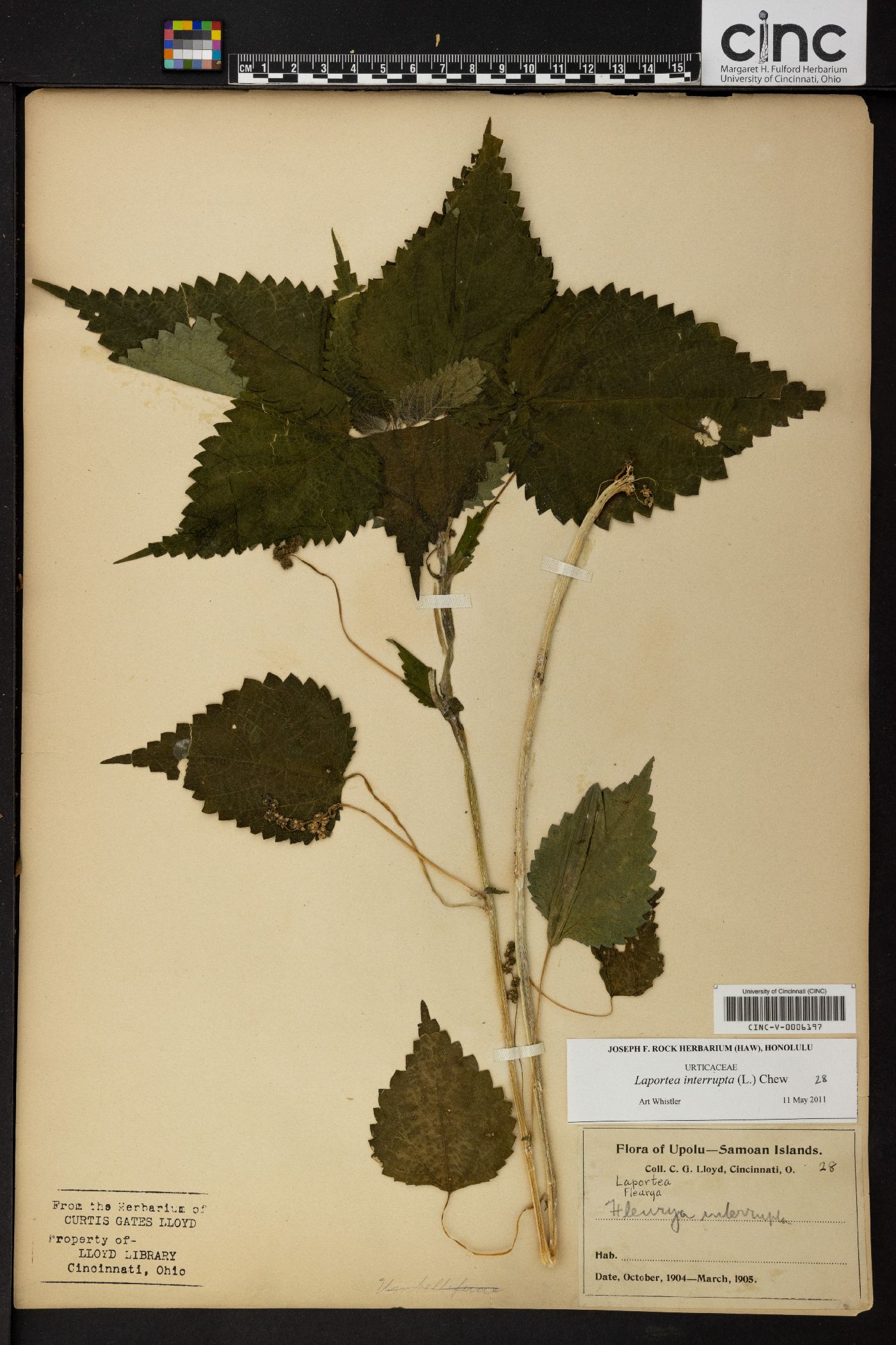 Laportea interrupta image