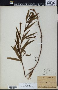 Ludwigia octovalvis image