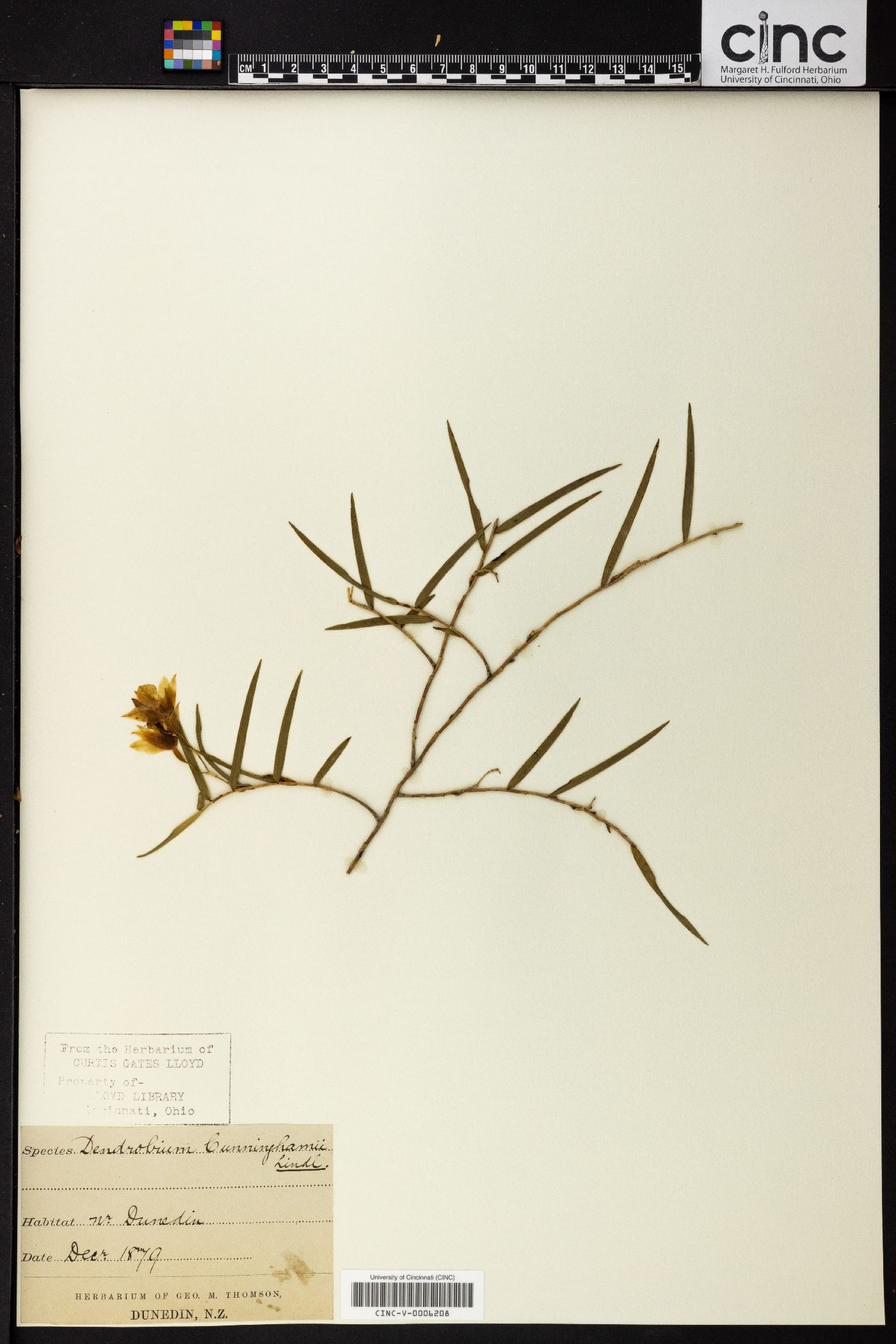 Dendrobium cunninghamii image