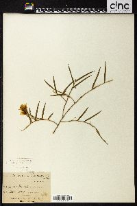 Dendrobium cunninghamii image