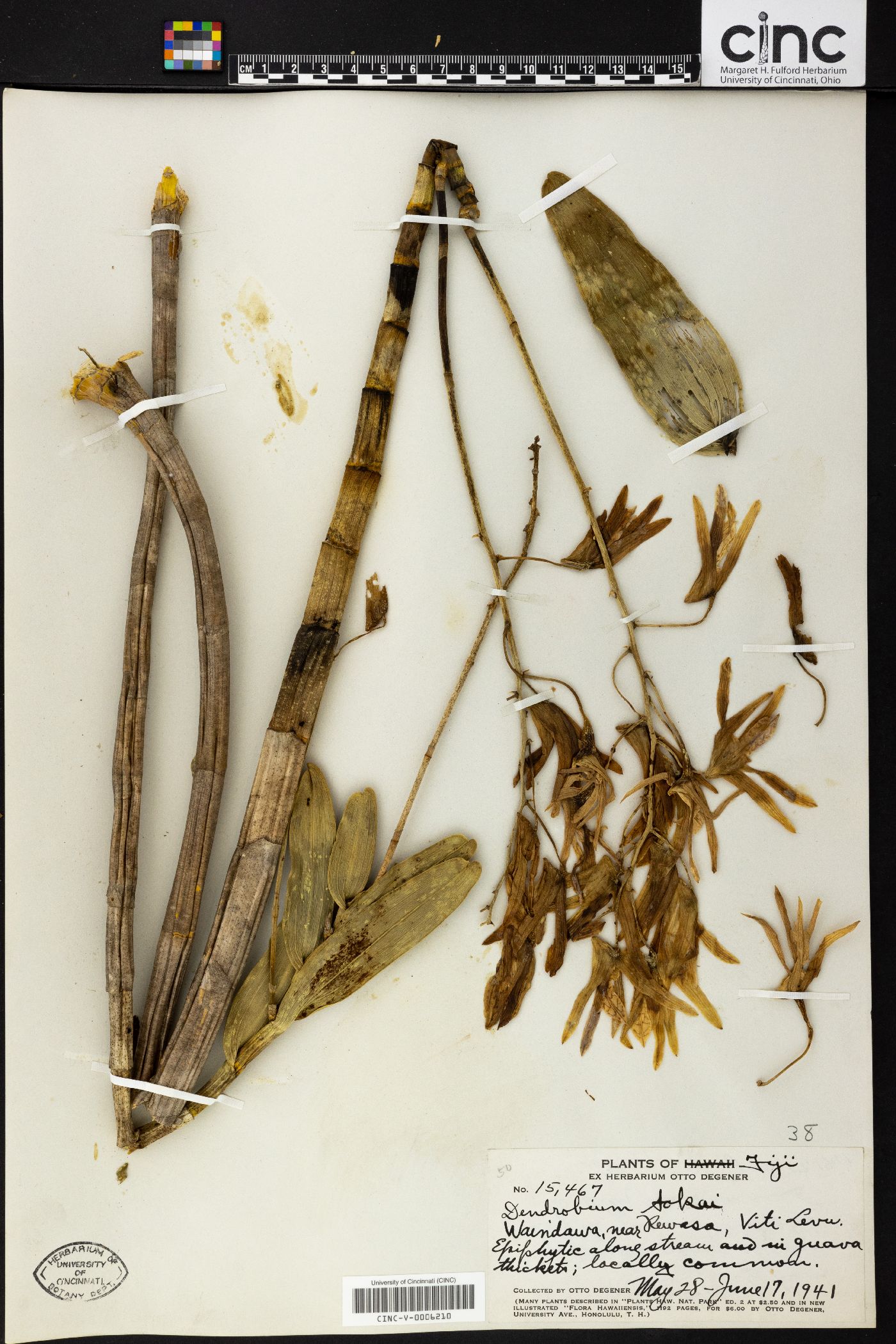 Dendrobium tokai image