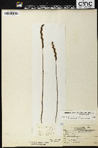 Spiranthes lacera image