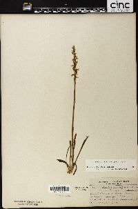 Spiranthes ochroleuca image