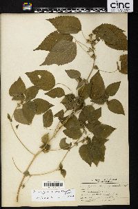 Acalypha deamii image