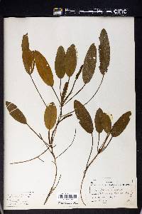 Potamogeton natans image