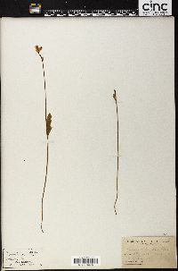 Pogonia ophioglossoides image