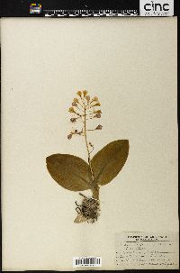 Liparis liliifolia image