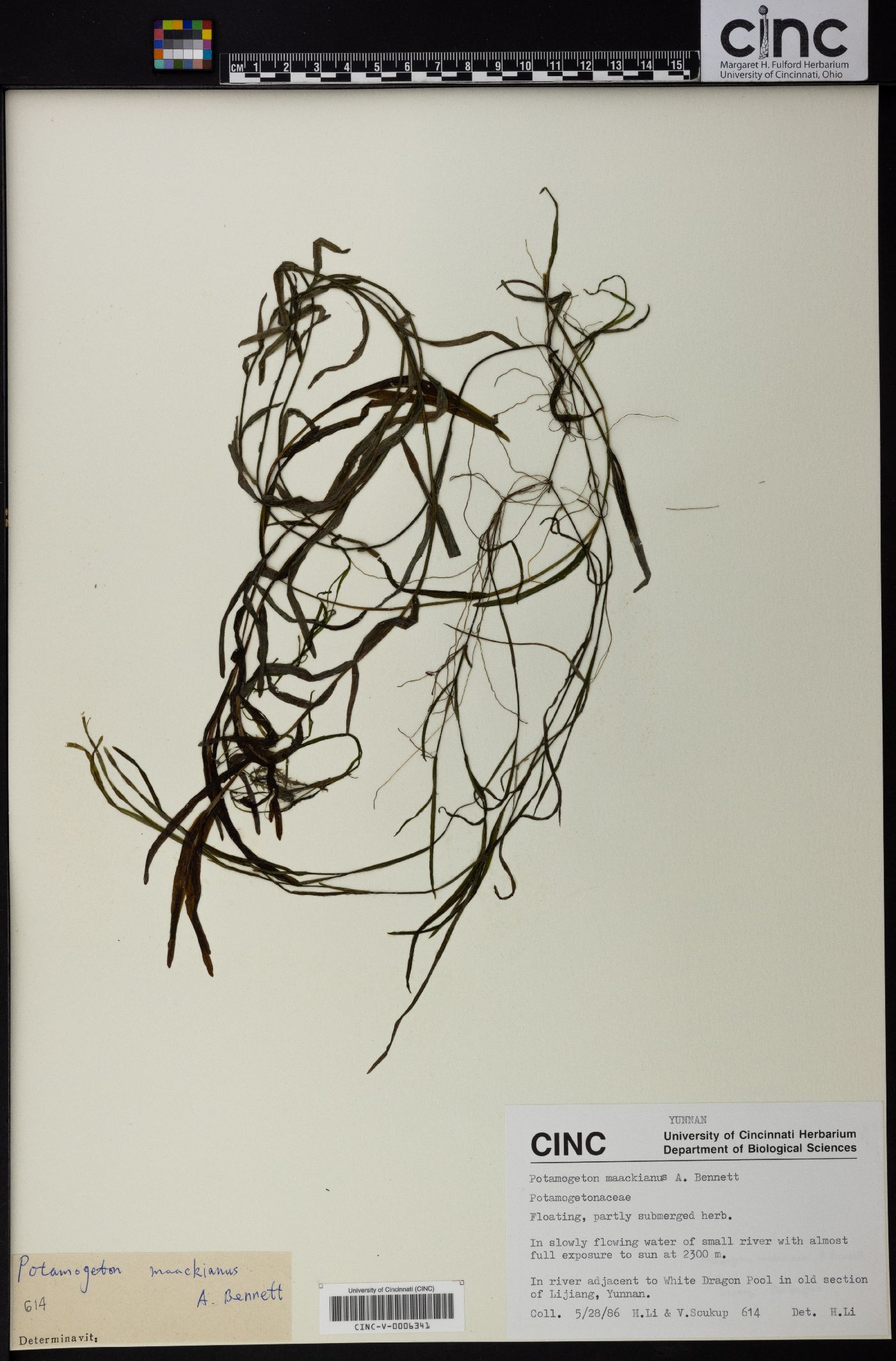 Potamogeton maackianus image