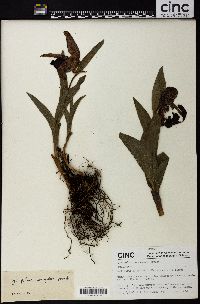 Image of Cypripedium tibeticum