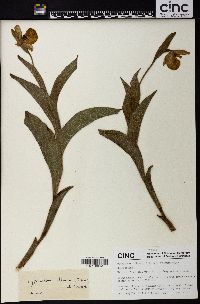 Cypripedium flavum image