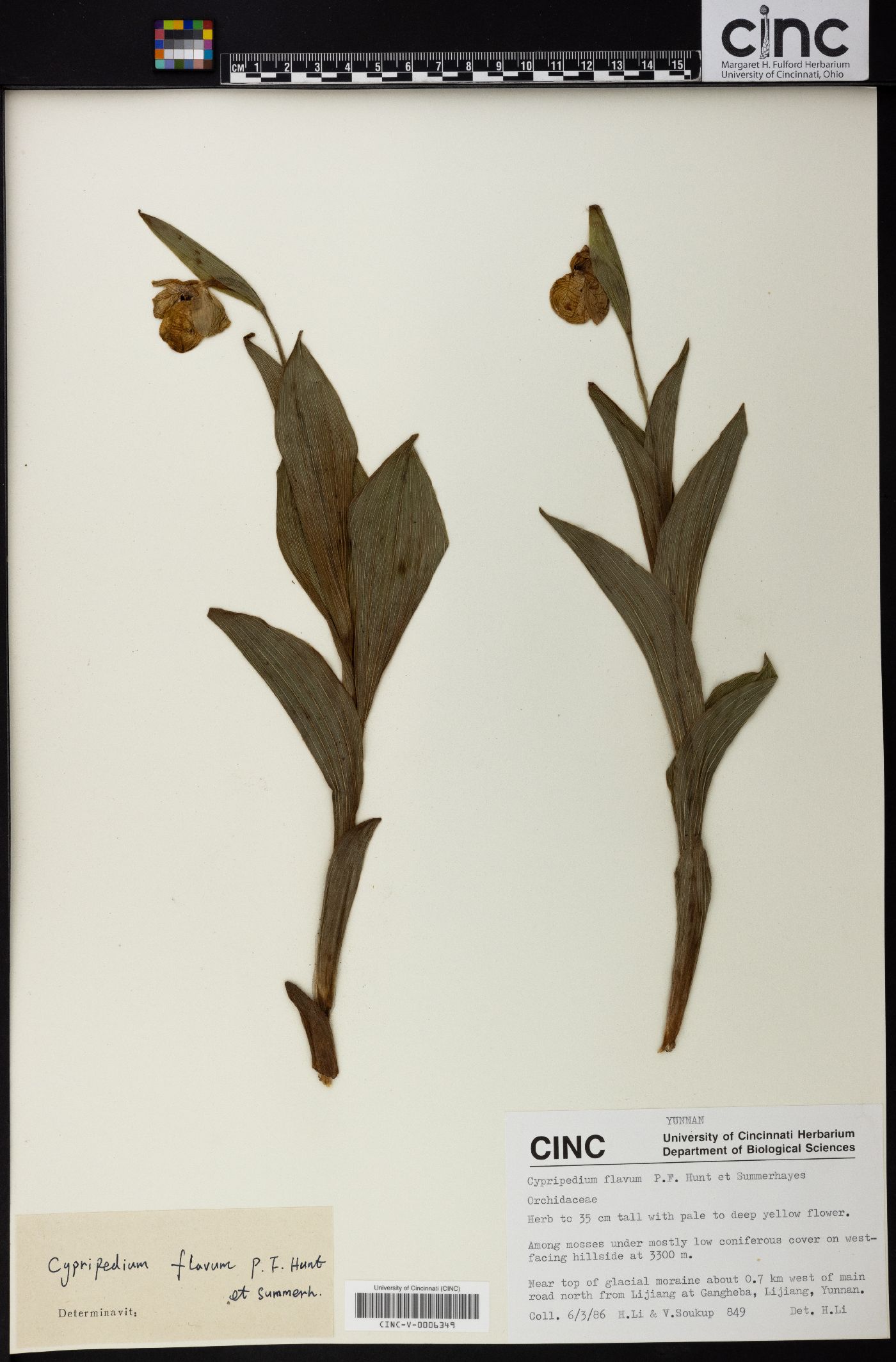 Cypripedium flavum image