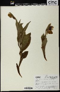 Cypripedium flavum image