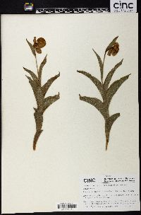 Cypripedium flavum image