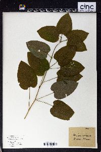 Smilax herbacea image