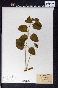 Smilax herbacea image