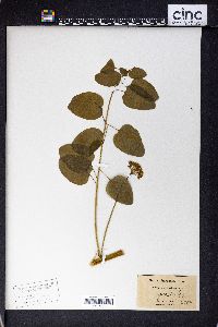 Smilax herbacea image