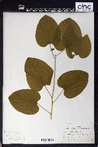 Smilax herbacea image