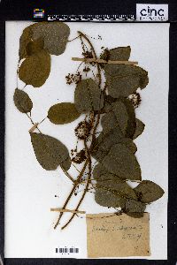 Smilax herbacea image