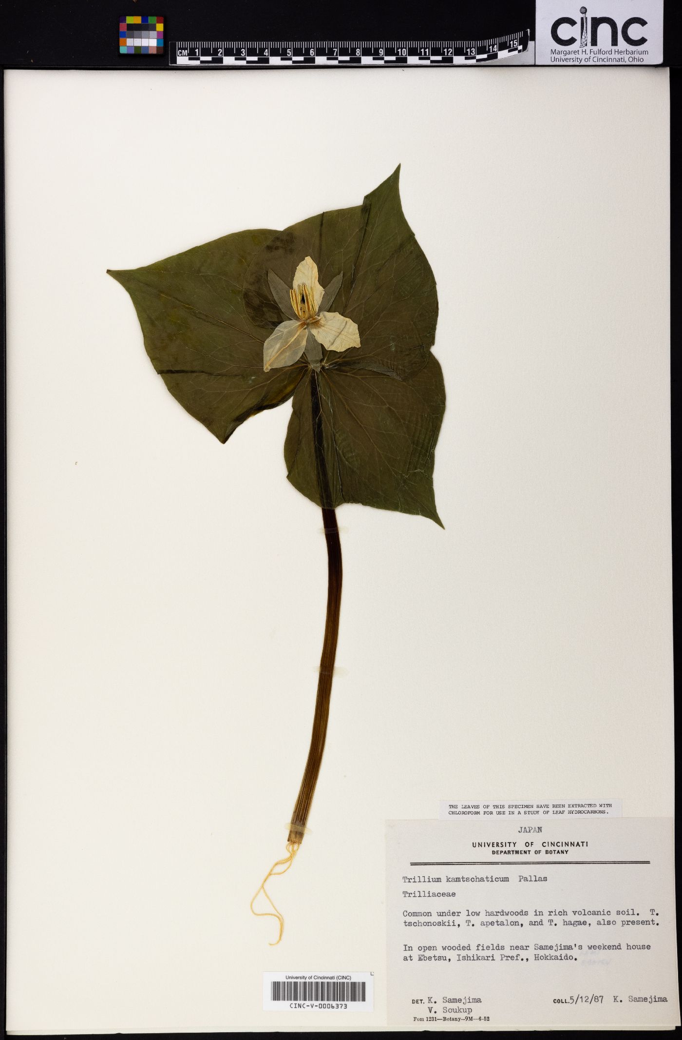 Trillium camschatcense image