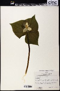 Trillium camschatcense image