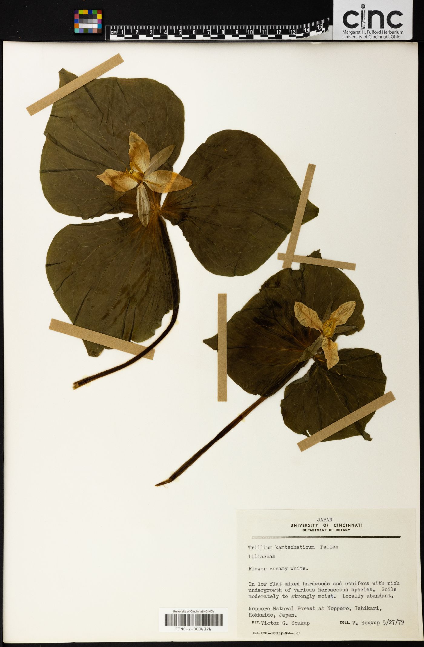 Trillium camschatcense image