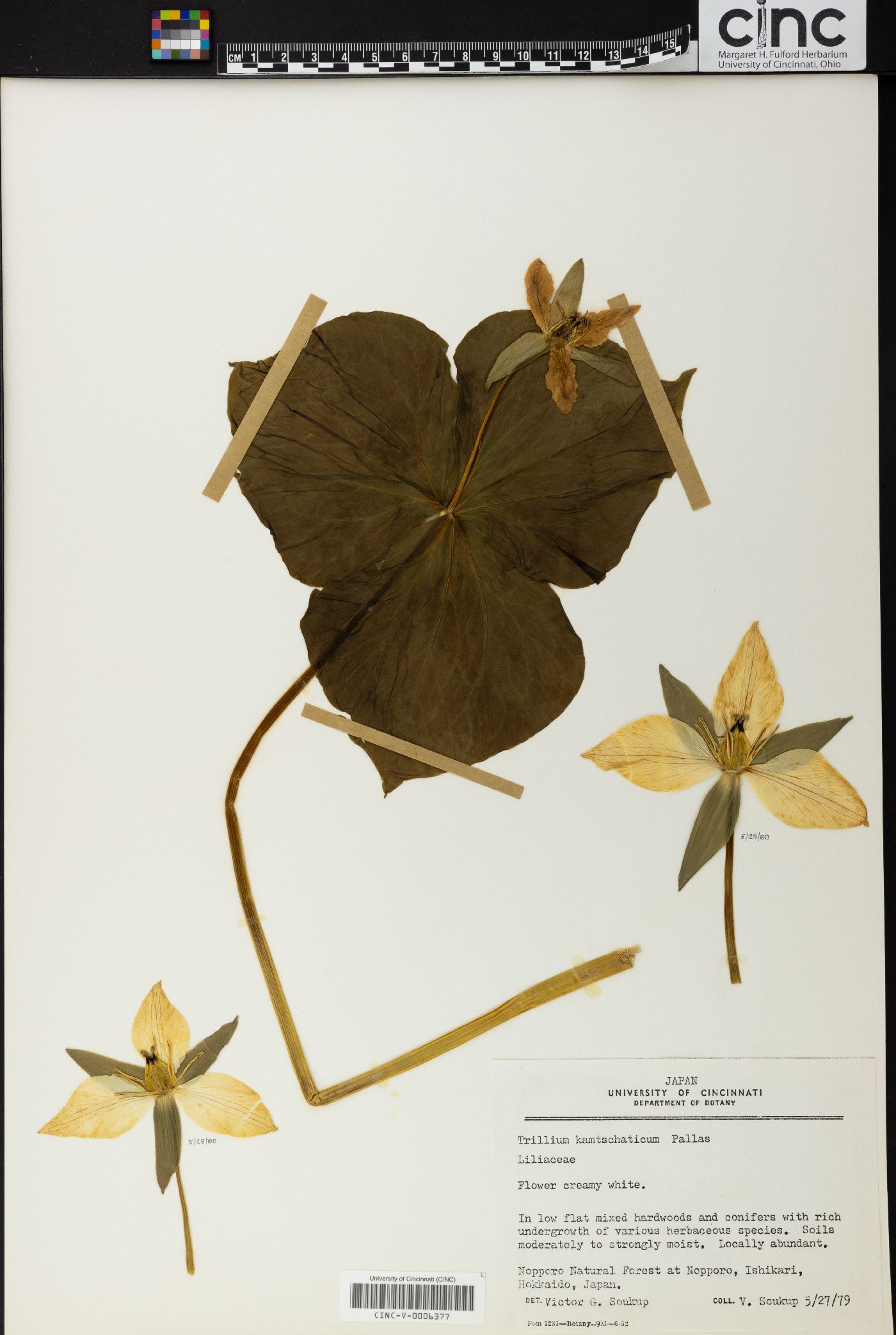 Trillium camschatcense image